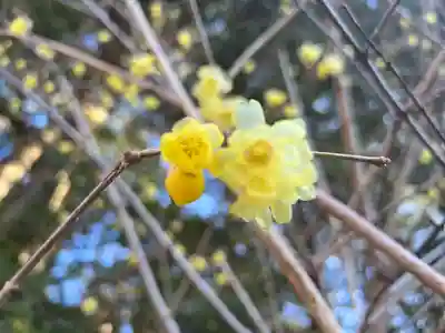 宝登山神社奥宮(埼玉県)