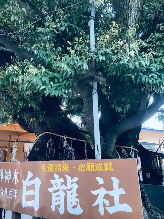 伊奴神社の自然