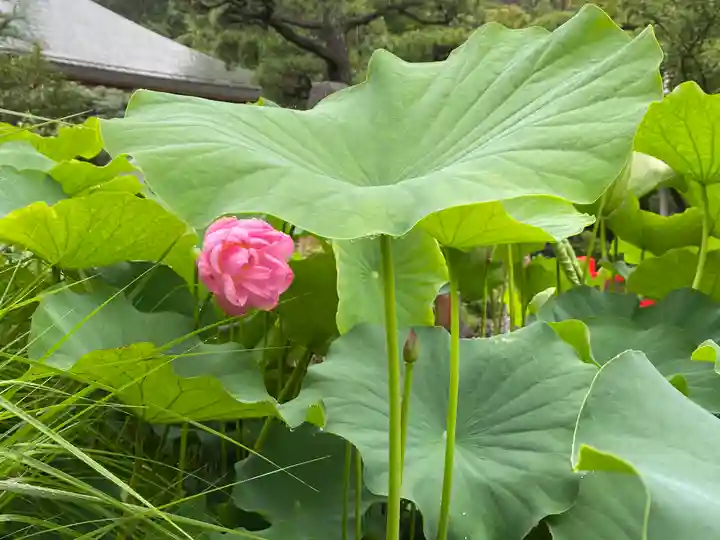 高幡不動尊 金剛寺の自然