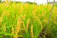 瀧神社(東京都)