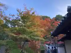 井山 宝福寺の自然