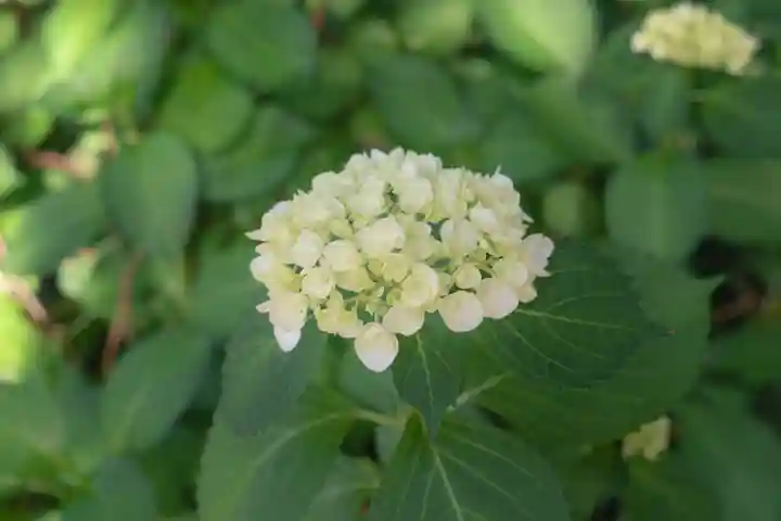正安寺(神奈川県)