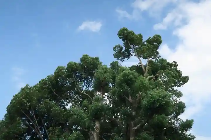 玉田神社(京都府)