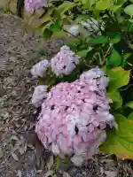 賀茂別雷神社(栃木県)