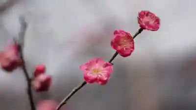 毘沙門堂門跡(京都府)