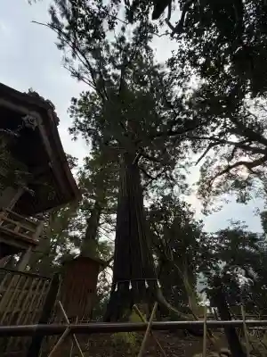 須佐神社の{uncategorized: "未分類", other: "その他", undefined: "問題あり", building: "その他建物", grave: "お墓", sacred_gate: "鳥居", guardian: "狛犬", statue: "像", buddha: "仏像", history: "歴史", nature: "自然", garden: "庭園", animal: "動物", pagoda: "塔", temizu: "手水舎", mountain_gate: "山門・神門", sanctuary: "本殿・本堂", subordinate: "末社・摂社", art: "芸術", scenery: "景色", jizo: "地蔵", ema: "絵馬", goshuin: "御朱印", omikuji: "おみくじ", items: "授与品その他", amulet: "お守り", goshuincho: "御朱印帳", eats: "食事", festival: "お祭り", votive_dance: "神楽", shichigosan: "七五三参", wedding: "結婚式", experience: "体験その他", initially: "初詣", around: "周辺", anti_infection: "感染症対策"}