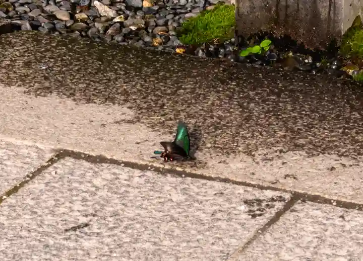 諏訪大社(長野県)