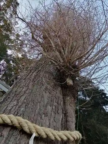 弓田香取神社の自然