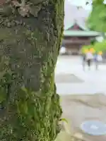 素盞雄神社の{uncategorized: "未分類", other: "その他", undefined: "問題あり", building: "その他建物", grave: "お墓", sacred_gate: "鳥居", guardian: "狛犬", statue: "像", buddha: "仏像", history: "歴史", nature: "自然", garden: "庭園", animal: "動物", pagoda: "塔", temizu: "手水舎", mountain_gate: "山門・神門", sanctuary: "本殿・本堂", subordinate: "末社・摂社", art: "芸術", scenery: "景色", jizo: "地蔵", ema: "絵馬", goshuin: "御朱印", omikuji: "おみくじ", items: "授与品その他", amulet: "お守り", goshuincho: "御朱印帳", eats: "食事", festival: "お祭り", votive_dance: "神楽", shichigosan: "七五三参", wedding: "結婚式", experience: "体験その他", initially: "初詣", around: "周辺", anti_infection: "感染症対策"}