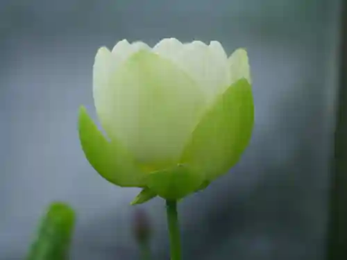 極楽山　浄土寺(北海道)