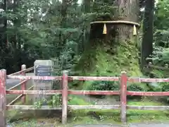 箱根神社の自然