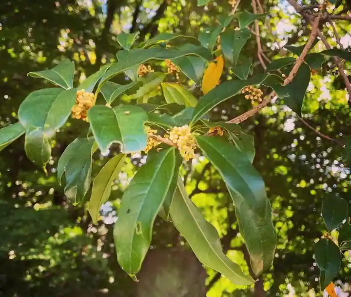 神炊館神社 ⁂奥州須賀川総鎮守⁂の御朱印