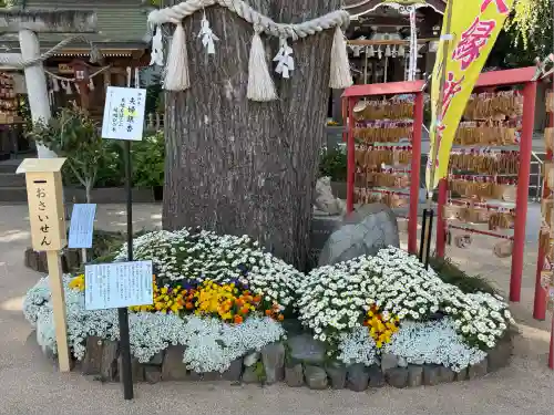 川越八幡宮(埼玉県)