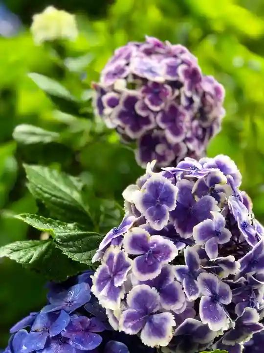 楽法寺(雨引観音)の自然