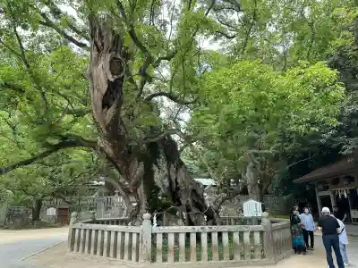 大山祇神社の庭園