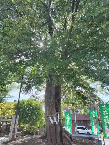 鎮守氷川神社の体験その他