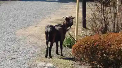 熊野神社の動物