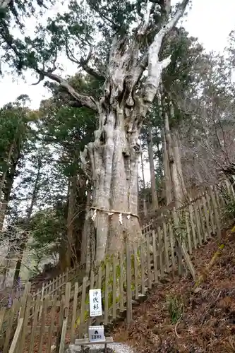 玉置神社の自然