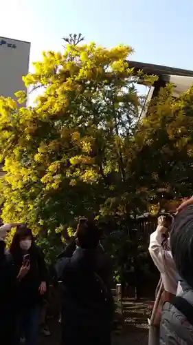 蔵前神社の自然