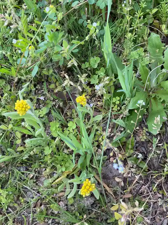 高田波蘇伎神社の自然