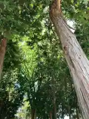 中村八幡神社の自然