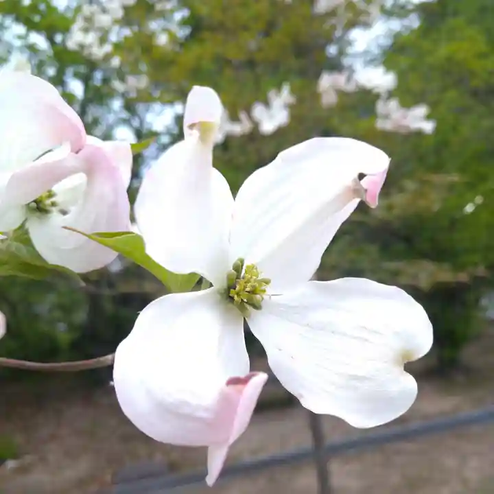 木華佐久耶比咩神社の自然