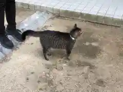 石清水神社の動物