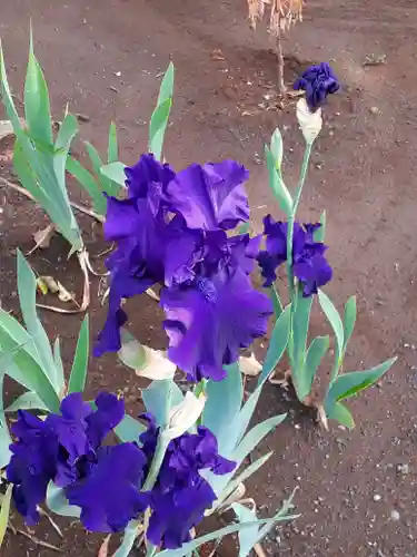 伏木香取神社の自然