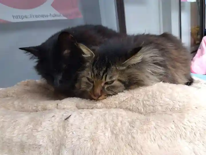 御誕生寺(猫寺)(福井県)