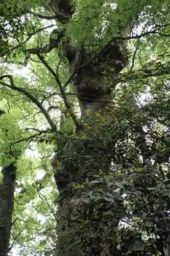 新田神社の自然