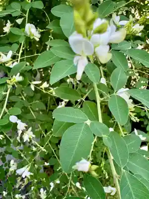 勝念寺（かましきさん）(京都府)