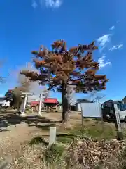 久伊豆神社の鳥居