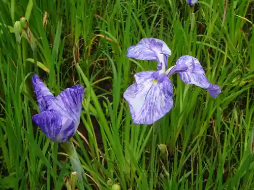 天台宗　長窪山　正覚寺の自然