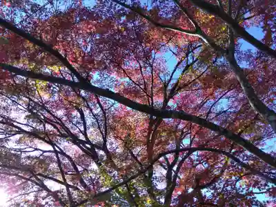 古知谷阿弥陀寺の自然