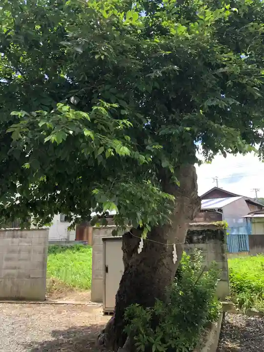 岩樟神社の自然