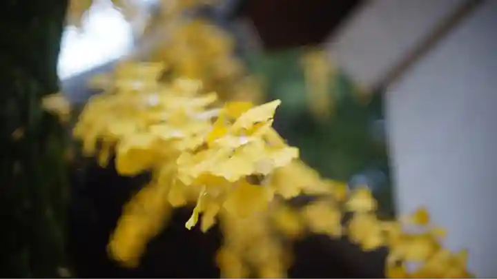 北野天満宮(京都府)