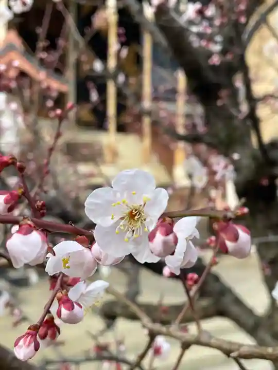 諏訪神社(東京都)