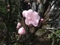 居木神社の自然