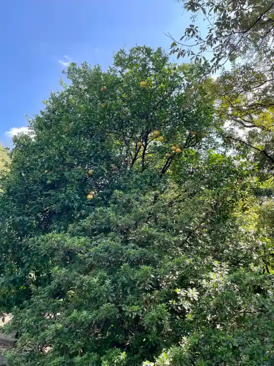 金毘羅神社(東京都)