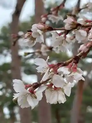 竹駒神社の{uncategorized: "未分類", other: "その他", undefined: "問題あり", building: "その他建物", grave: "お墓", sacred_gate: "鳥居", guardian: "狛犬", statue: "像", buddha: "仏像", history: "歴史", nature: "自然", garden: "庭園", animal: "動物", pagoda: "塔", temizu: "手水舎", mountain_gate: "山門・神門", sanctuary: "本殿・本堂", subordinate: "末社・摂社", art: "芸術", scenery: "景色", jizo: "地蔵", ema: "絵馬", goshuin: "御朱印", omikuji: "おみくじ", items: "授与品その他", amulet: "お守り", goshuincho: "御朱印帳", eats: "食事", festival: "お祭り", votive_dance: "神楽", shichigosan: "七五三参", wedding: "結婚式", experience: "体験その他", initially: "初詣", around: "周辺", anti_infection: "感染症対策"}