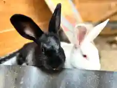 山家神社の動物