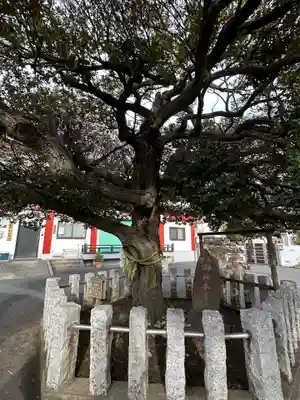 多摩川諏訪神社の自然