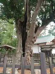 天宮神社の自然