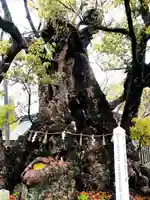 八代神社の自然