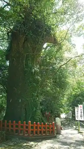 新田神社の自然