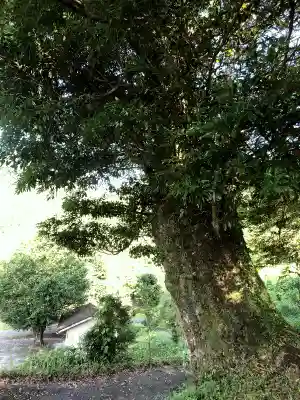 大人神社の自然