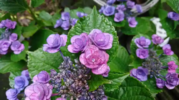 阿邪訶根神社の自然