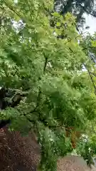 甲斐國一宮 浅間神社(山梨県)