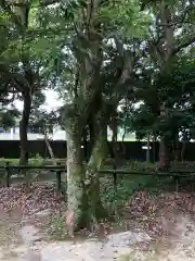 日和佐八幡神社の自然