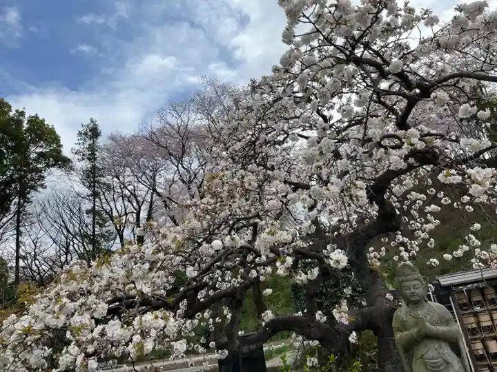 天台宗 長窪山 正覚寺の自然